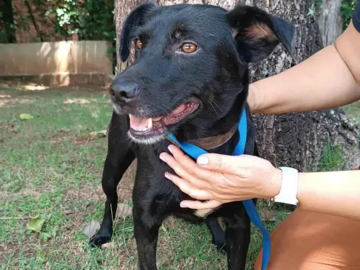 Cachorro ra a SRD-ViraLata idade 3 anos nome Ipanema 