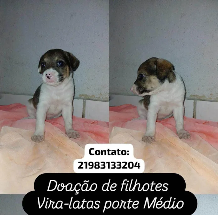 Cachorro ra a SRD-ViraLata idade 2 a 6 meses nome Filhotes 