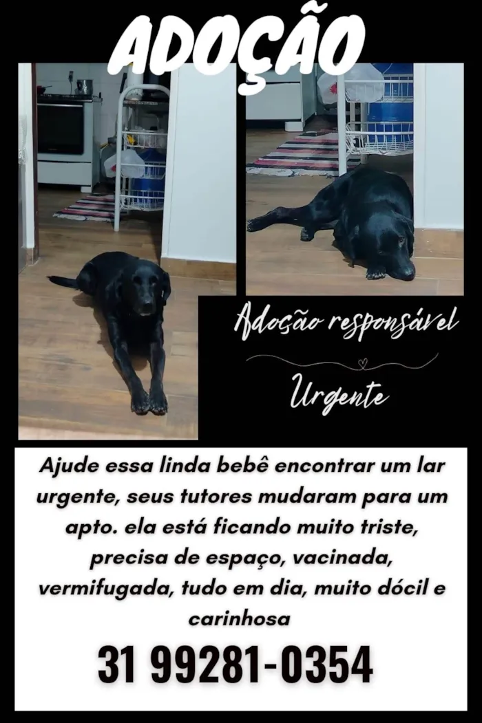 Cachorro ra a Mestiça, labrador com outra raça desconhecida idade 4 anos nome Chitara