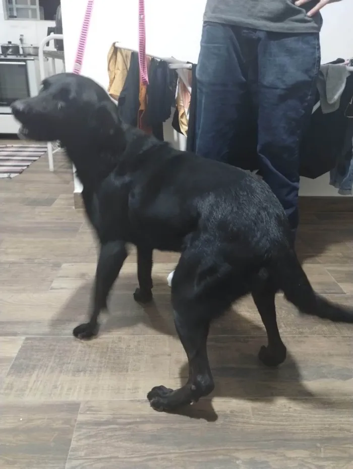 Cachorro ra a Mestiça, labrador com outra raça desconhecida idade 4 anos nome Chitara