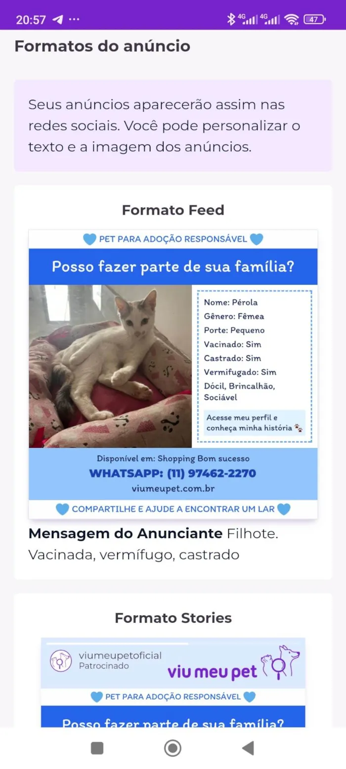 Gato ra a SRD-ViraLata idade 7 a 11 meses nome Pérola 