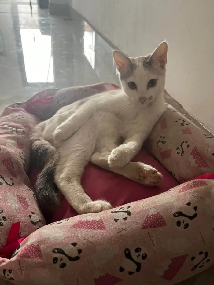 Gato ra a SRD-ViraLata idade 7 a 11 meses nome Pérola 