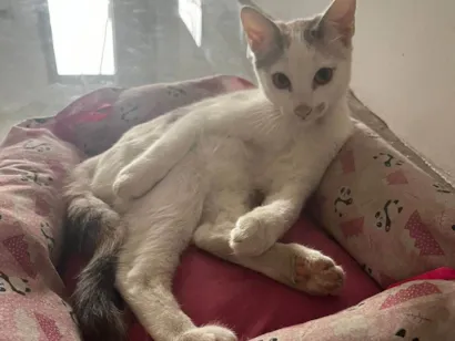 Gato raça SRD-ViraLata idade 7 a 11 meses nome Pérola 