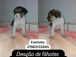 Cachorro raça SRD-ViraLata idade 2 a 6 meses nome Filhotes 