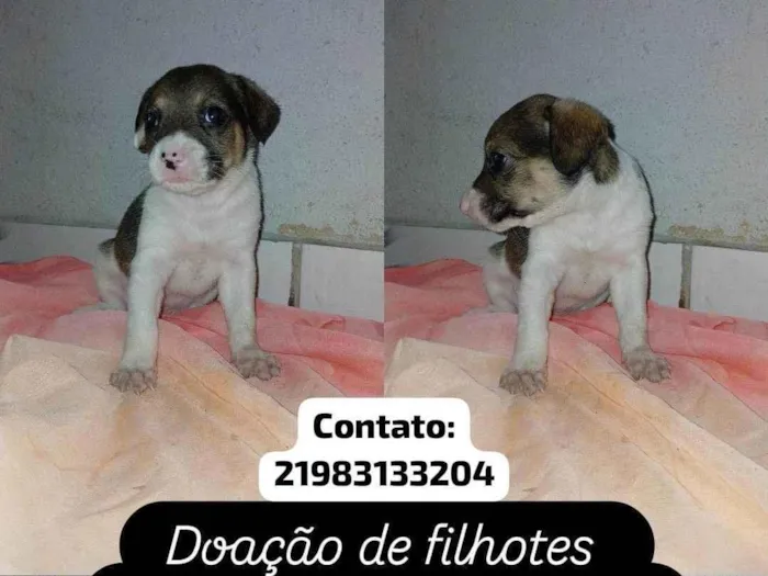 Cachorro ra a SRD-ViraLata idade 2 a 6 meses nome Filhotes 