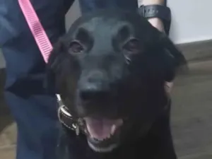 Cachorro raça Mestiça, labrador com outra raça desconhecida idade 4 anos nome Chitara