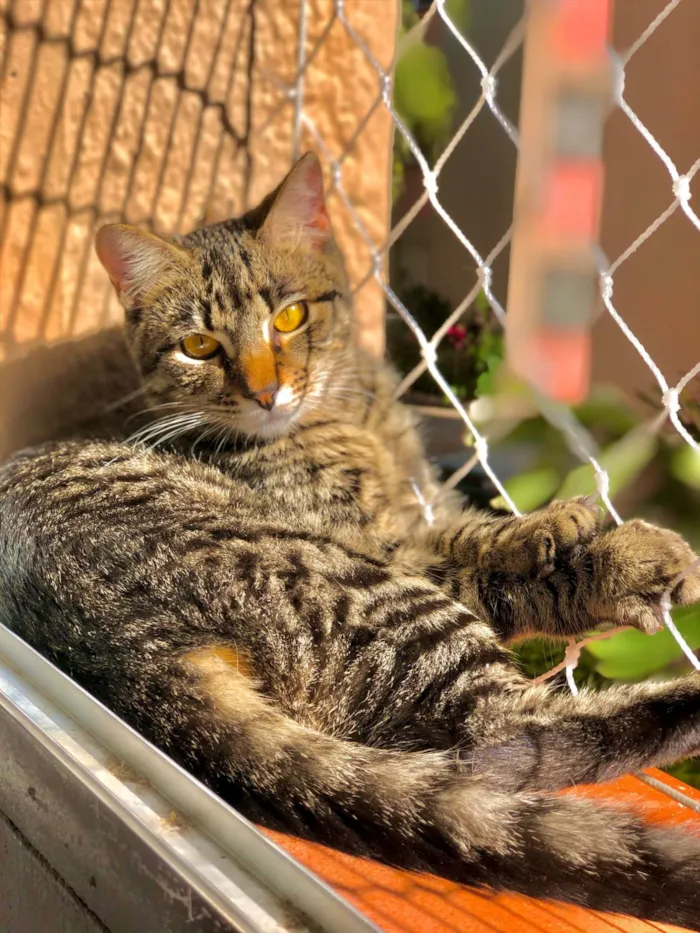 Gato ra a SRD-ViraLata idade 4 anos nome Pacata