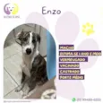 Enzo