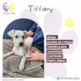 Tiffanny