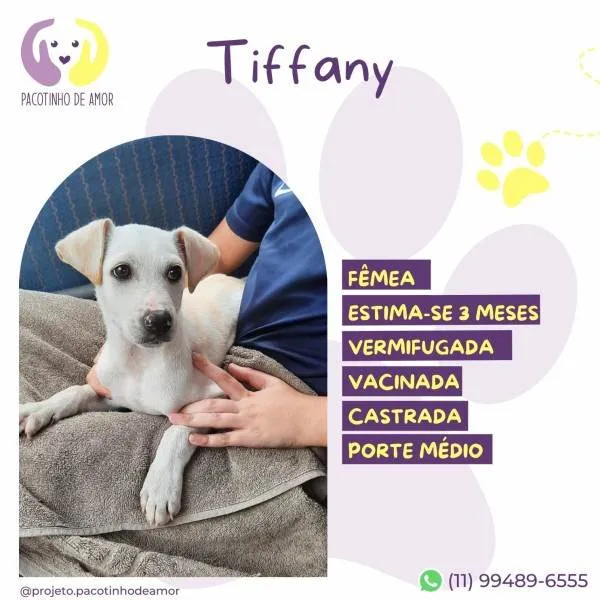 Cachorro ra a SRD-ViraLata idade 2 a 6 meses nome Tiffanny