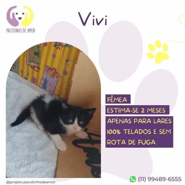 Gato ra a SRD-ViraLata idade 2 a 6 meses nome Vivi