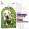 Joca