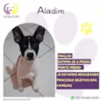 Aladim