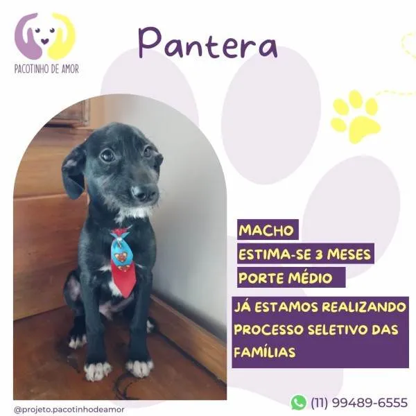 Cachorro ra a SRD-ViraLata idade 2 a 6 meses nome Pantera