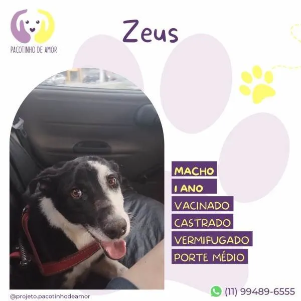 Cachorro ra a SRD-ViraLata idade 1 ano nome Zeus