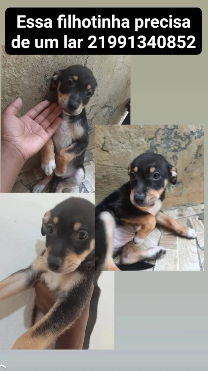 Cachorro ra a SRD-ViraLata idade 2 a 6 meses nome Pretinha