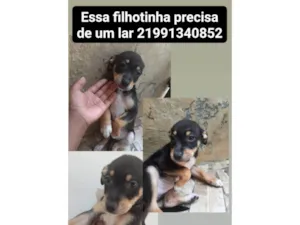 Cachorro raça SRD-ViraLata idade 2 a 6 meses nome Pretinha