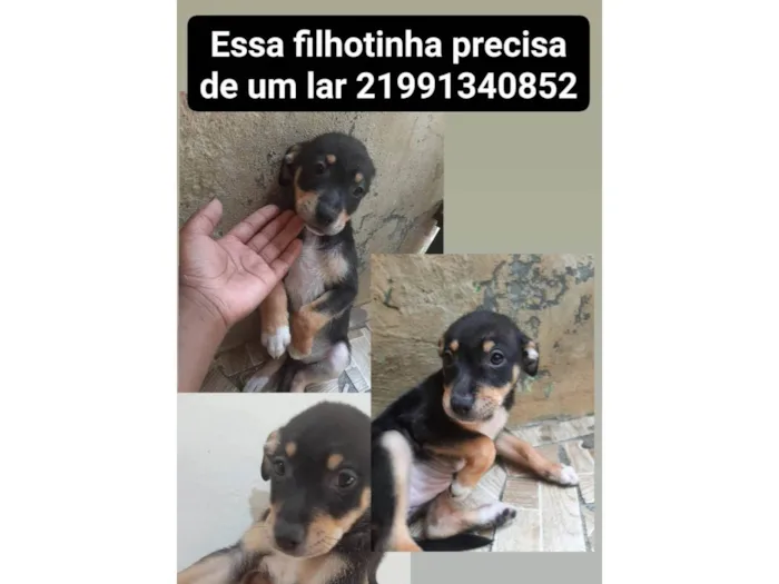 Cachorro ra a SRD-ViraLata idade 2 a 6 meses nome Pretinha