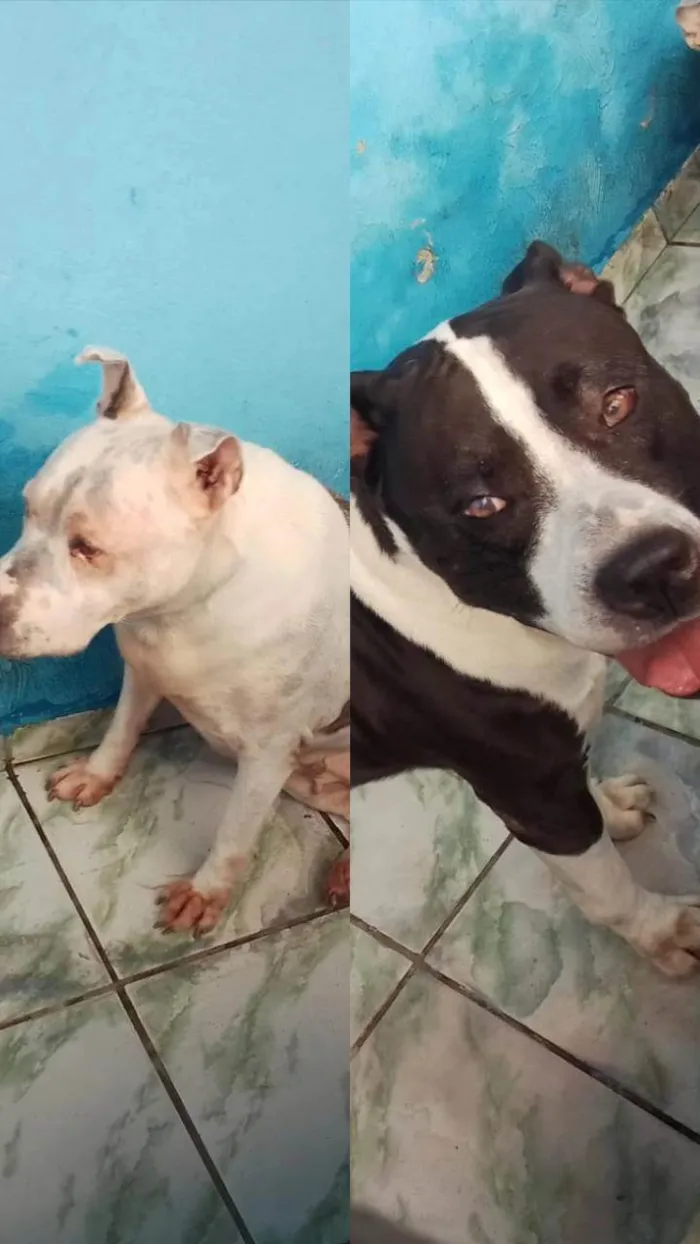 Cachorro ra a Pit-Bull idade 6 ou mais anos nome Caroline melo 