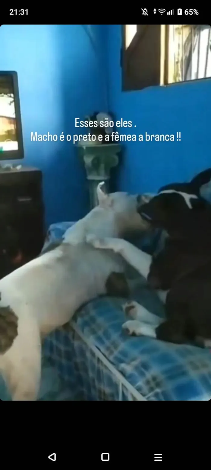 Cachorro ra a Pit-Bull idade 6 ou mais anos nome Caroline melo 