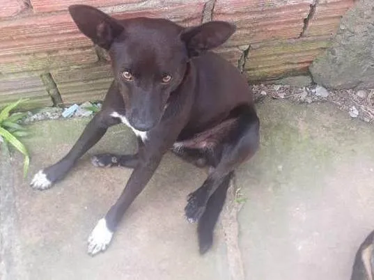 Cachorro ra a SRD-ViraLata idade 5 anos nome Negão 