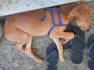 Cachorro raça SRD-ViraLata idade 7 a 11 meses nome Ana Júlia 