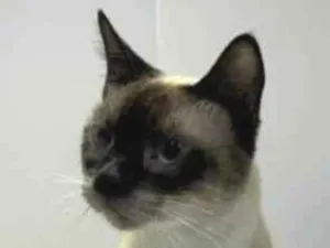 Gato raça Siamês idade 3 anos nome Bebe