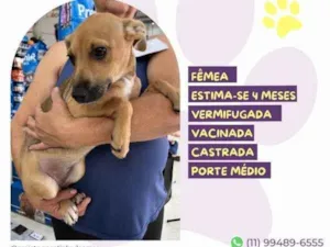 Cachorro raça SRD-ViraLata idade 2 a 6 meses nome Pacoca