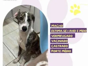 Cachorro raça SRD-ViraLata idade 1 ano nome Enzo