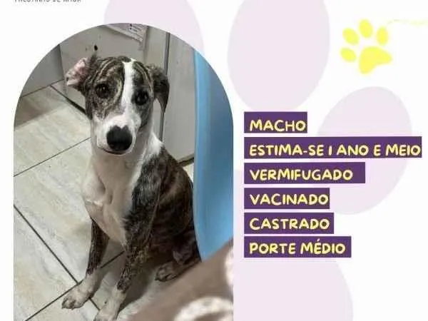 Cachorro ra a SRD-ViraLata idade 1 ano nome Enzo