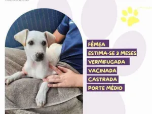 Cachorro raça SRD-ViraLata idade 2 a 6 meses nome Tiffanny