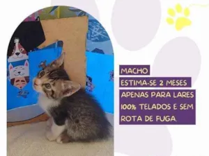 Gato raça SRD-ViraLata idade 2 a 6 meses nome Sanji