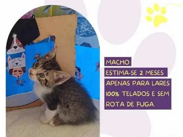 Gato ra a SRD-ViraLata idade 2 a 6 meses nome Sanji