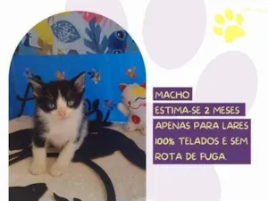 Gato raça SRD-ViraLata idade 2 a 6 meses nome Robin