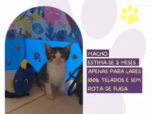 Gato raça SRD-ViraLata idade 2 a 6 meses nome Zoro