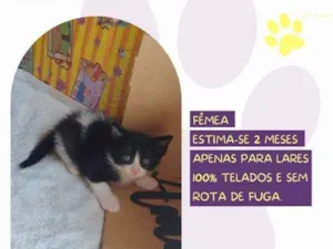 Gato raça SRD-ViraLata idade 2 a 6 meses nome Vivi