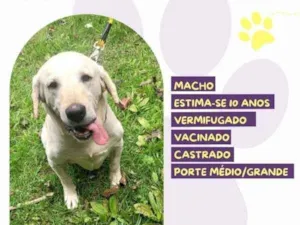 Cachorro raça SRD-ViraLata idade 1 ano nome Joca