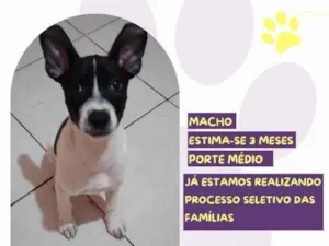 Cachorro raça SRD-ViraLata idade 2 a 6 meses nome Aladim