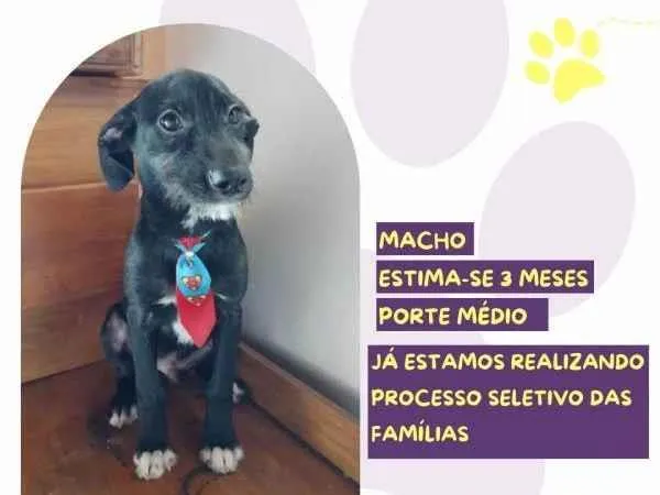 Cachorro ra a SRD-ViraLata idade 2 a 6 meses nome Pantera