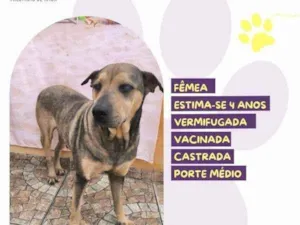 Cachorro raça SRD-ViraLata idade 1 ano nome Luz