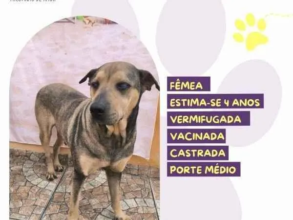 Cachorro ra a SRD-ViraLata idade 1 ano nome Luz