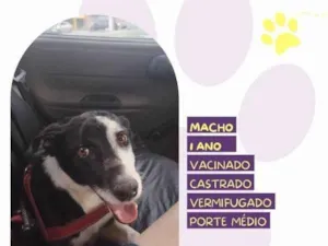 Cachorro raça SRD-ViraLata idade 1 ano nome Zeus