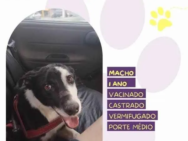 Cachorro ra a SRD-ViraLata idade 1 ano nome Zeus