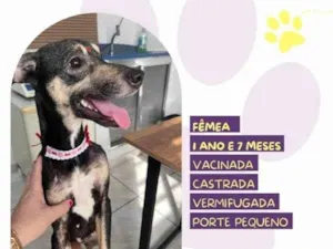 Cachorro raça SRD-ViraLata idade 1 ano nome Nina