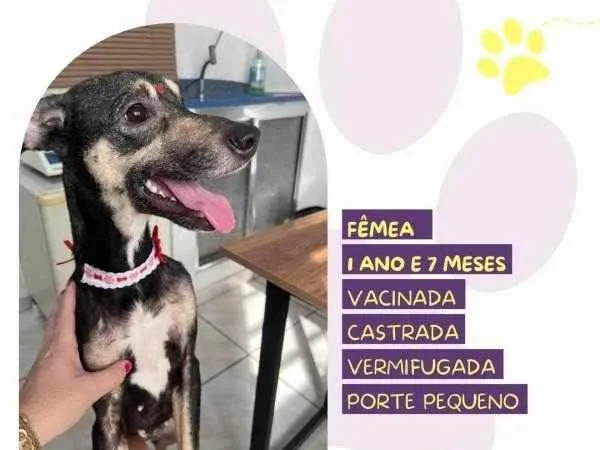 Cachorro ra a SRD-ViraLata idade 1 ano nome Nina