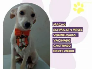 Cachorro raça SRD-ViraLata idade 2 a 6 meses nome Acai