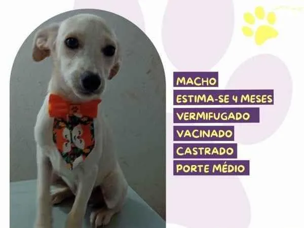 Cachorro ra a SRD-ViraLata idade 2 a 6 meses nome Acai