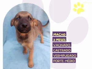 Cachorro raça SRD-ViraLata idade 2 a 6 meses nome Eddie