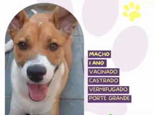 Cachorro raça SRD-ViraLata idade 1 ano nome Bruce