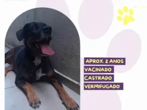 Cachorro raça SRD-ViraLata idade 1 ano nome Gigante Emilio